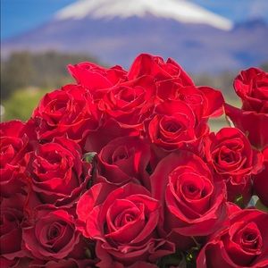 Meet your Posher, Dani